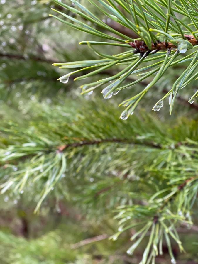 Elle'Belle Oudsbergen Villa Opglabbeek Kültér fotó